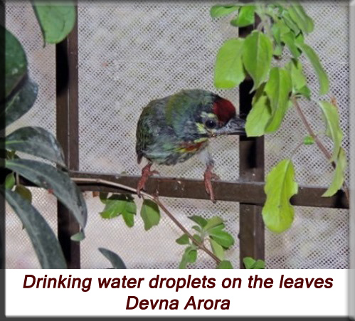 Devna Arora - Drinking water droplets on the leaves